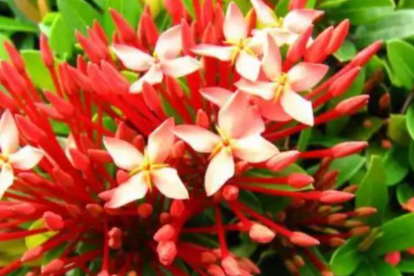 红仙丹怎么养殖，平时让盆土保持微湿