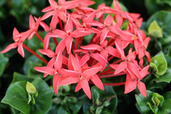 红仙丹怎么养殖，平时让盆土保持微湿