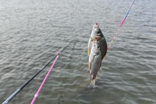 野战蓝鲫的简介,是一种香腥型饵料