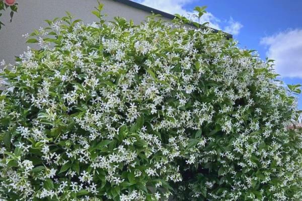 常春藤怎么养殖，春秋季节每隔2-3天浇一次水