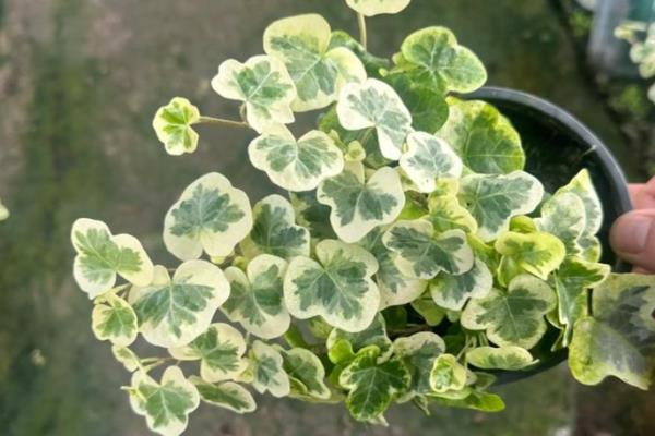 常春藤怎么养殖，春秋季节每隔2-3天浇一次水