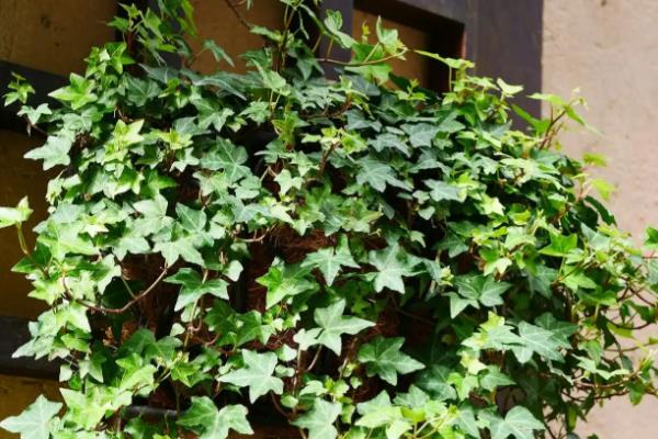 常春藤怎么养殖，春秋季节每隔2-3天浇一次水