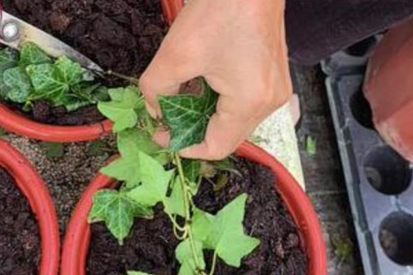 常春藤怎么养殖，春秋季节每隔2-3天浇一次水