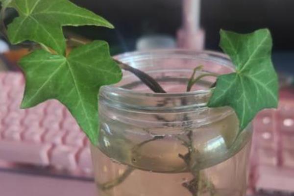 常春藤怎么养殖，春秋季节每隔2-3天浇一次水