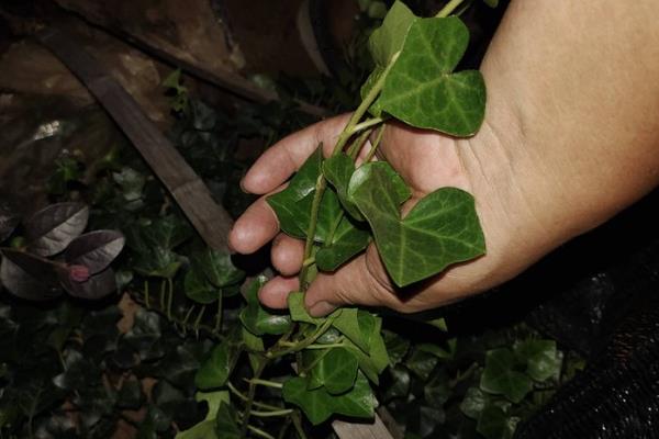 常春藤怎么养殖，春秋季节每隔2-3天浇一次水