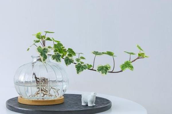 常春藤怎么养殖，春秋季节每隔2-3天浇一次水