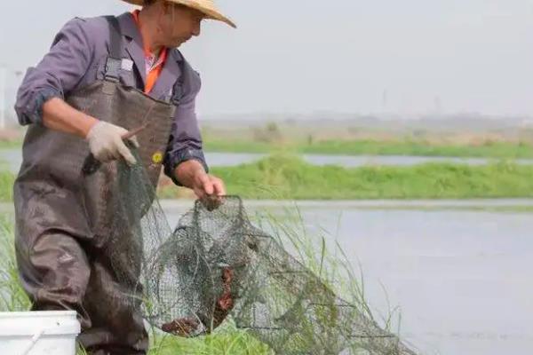 养殖小龙虾的注意事项,把酸碱值控制在7.2-8.5