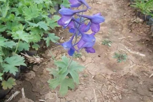 飞燕草的繁殖方式,以播种、扦插、分株为主