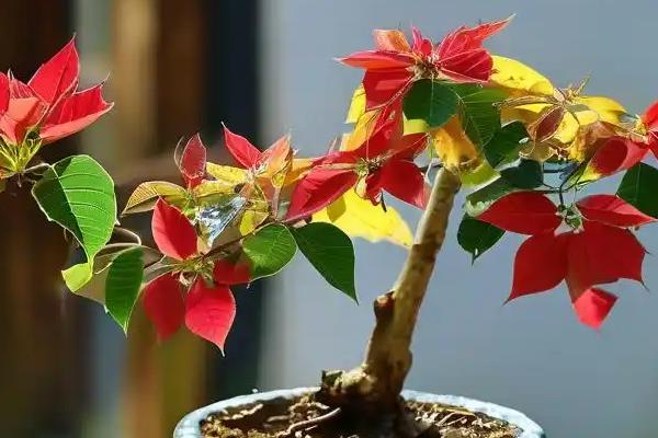 一品红叶片发黄如何处理，温度过低要养在温暖通风处