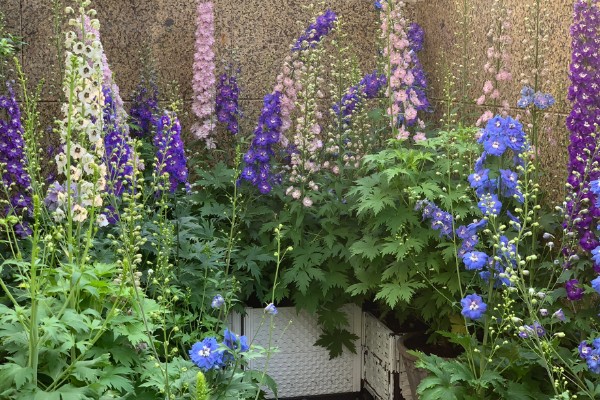 飞燕草的繁殖方式,以播种、扦插、分株为主