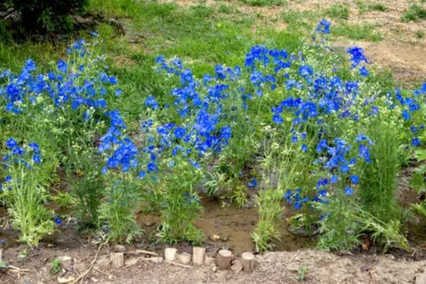 飞燕草的繁殖方式,以播种、扦插、分株为主