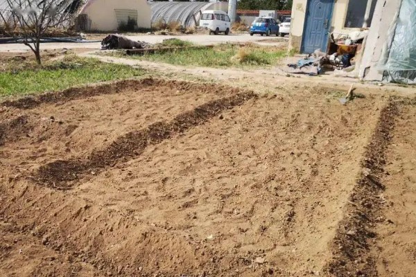 柚子树怎么种植和管理，定植应该选择在阴天或晴天傍晚