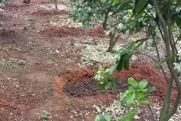 柚子树怎么种植和管理，定植应该选择在阴天或晴天傍晚