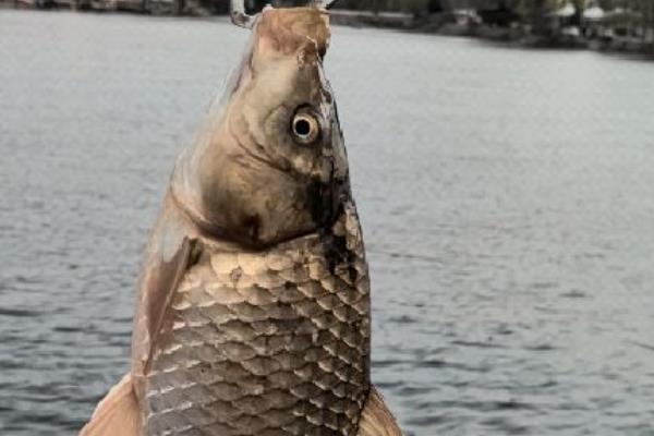 钓大鲫鱼用什么饵料好，建议选择素饵