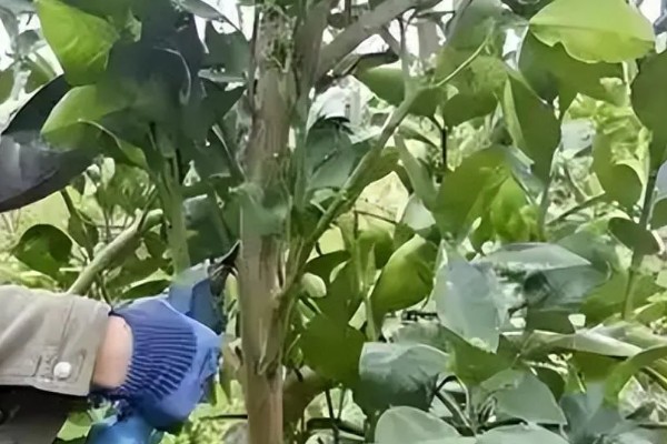柚子树怎么种植和管理，定植应该选择在阴天或晴天傍晚