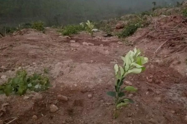 柚子树怎么种植和管理，定植应该选择在阴天或晴天傍晚