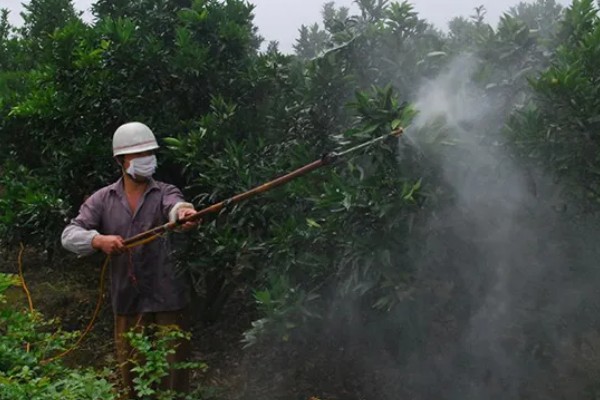 柚子树怎么种植和管理，定植应该选择在阴天或晴天傍晚