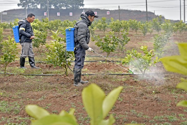 柚子树怎么种植和管理，定植应该选择在阴天或晴天傍晚