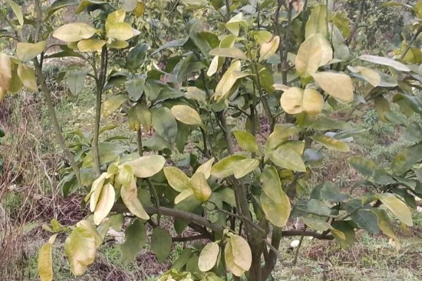 柚子树怎么种植和管理，定植应该选择在阴天或晴天傍晚