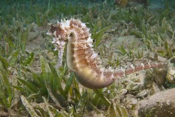 海马是不是鱼类，属于小型海洋鱼类