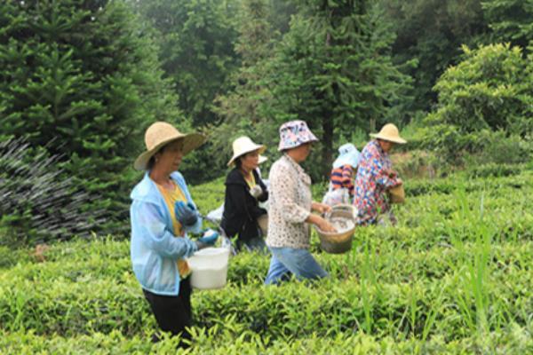 复合肥和有机肥的简介，前者属于复混肥料、后者是一种含碳物料