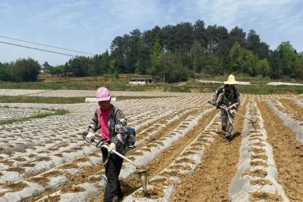 复合肥和有机肥的简介，前者属于复混肥料、后者是一种含碳物料