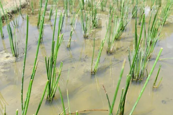 怎么种荸荠，水体深度要常年保持在3-5厘米