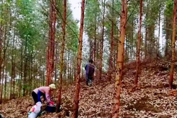 复合肥和有机肥的简介，前者属于复混肥料、后者是一种含碳物料