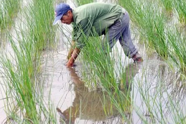 怎么种荸荠，水体深度要常年保持在3-5厘米