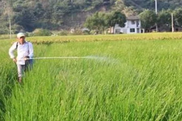 怎么种荸荠，水体深度要常年保持在3-5厘米