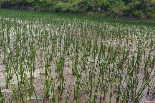 怎么种荸荠，水体深度要常年保持在3-5厘米