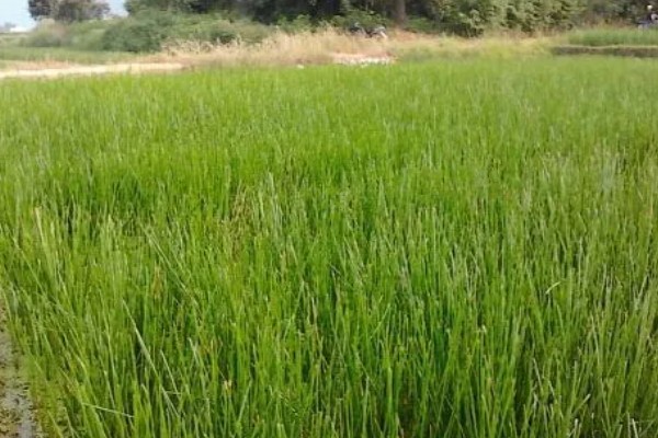 怎么种荸荠，水体深度要常年保持在3-5厘米