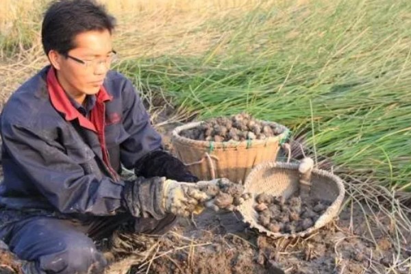 怎么种荸荠，水体深度要常年保持在3-5厘米