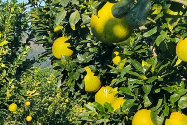 柚子的产地在哪里，在广东、浙江、广西等地