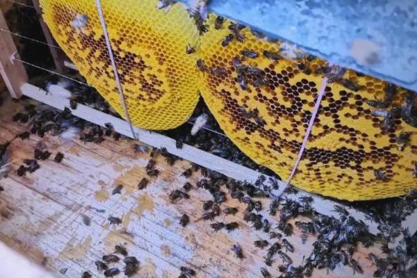 蜜蜂春繁时失王如何处理，最有效的方法是介入新王