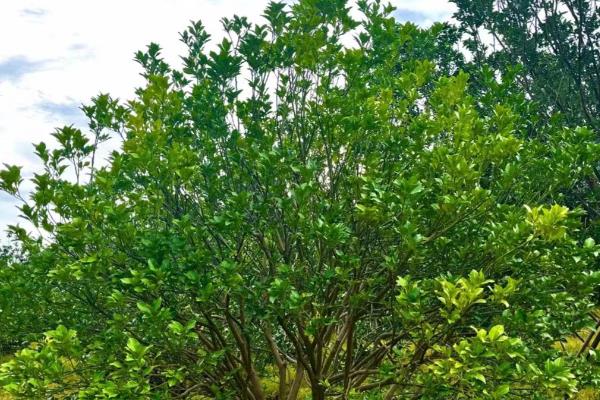 柚子的产地在哪里，在广东、浙江、广西等地