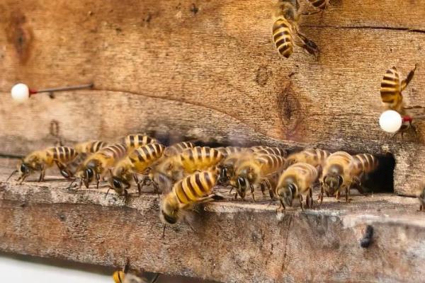 蜜蜂春繁时失王如何处理，最有效的方法是介入新王