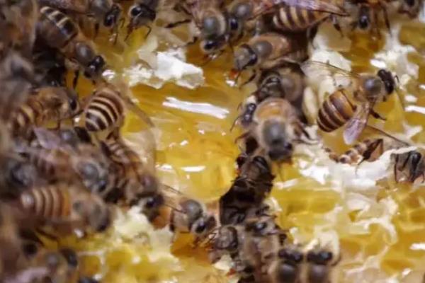 蜜蜂春繁时失王如何处理，最有效的方法是介入新王