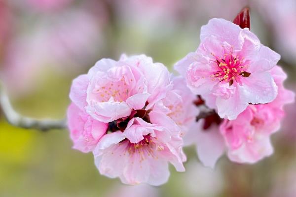 樱花为什么先开花后长叶,花芽对温度的需求更低
