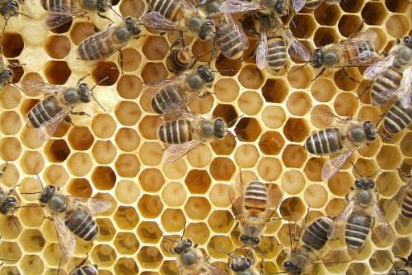 蜜蜂春繁时失王如何处理，最有效的方法是介入新王