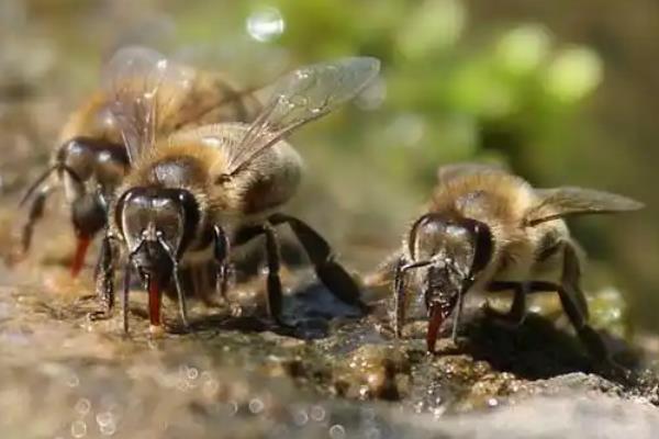 蜜蜂春繁时失王如何处理，最有效的方法是介入新王