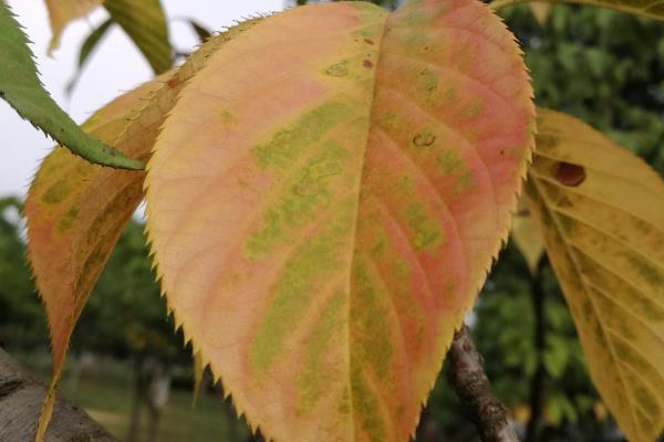 樱花为什么先开花后长叶,花芽对温度的需求更低