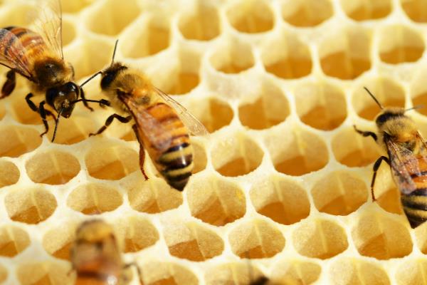 蜜蜂春繁时失王如何处理，最有效的方法是介入新王