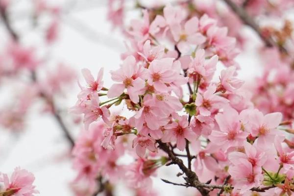 樱花为什么先开花后长叶,花芽对温度的需求更低