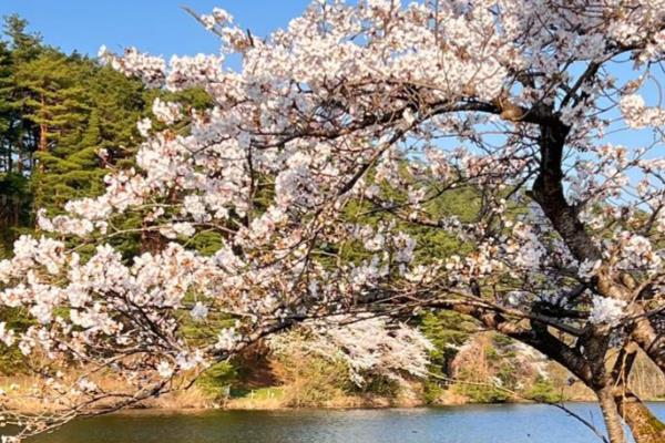 樱花为什么先开花后长叶,花芽对温度的需求更低