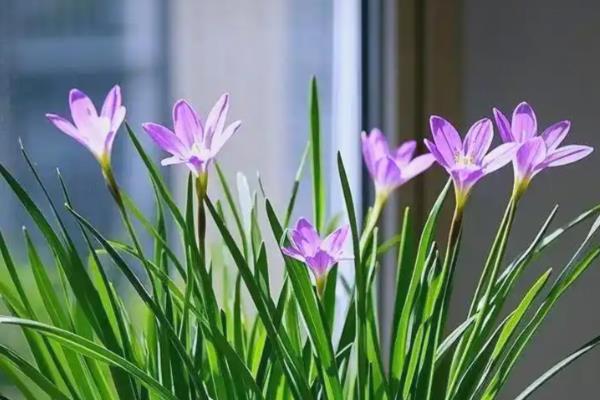 韭兰的花语，寓意坚强勇敢