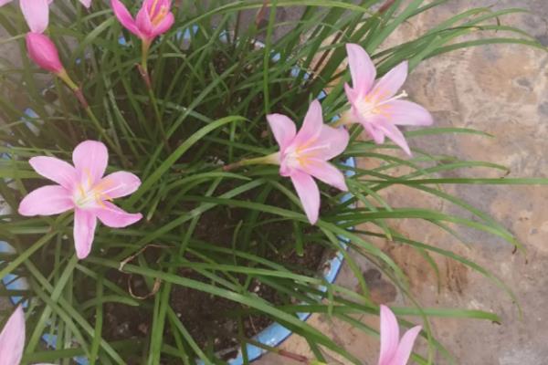 韭兰的花语，寓意坚强勇敢