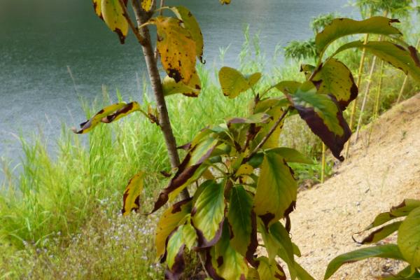 樱花为什么先开花后长叶,花芽对温度的需求更低