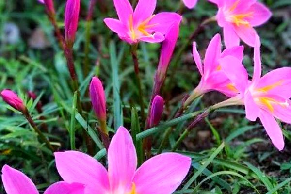 韭兰的花语，寓意坚强勇敢