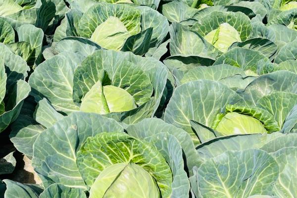 甘蓝的种植时间,春季和秋季均可种植